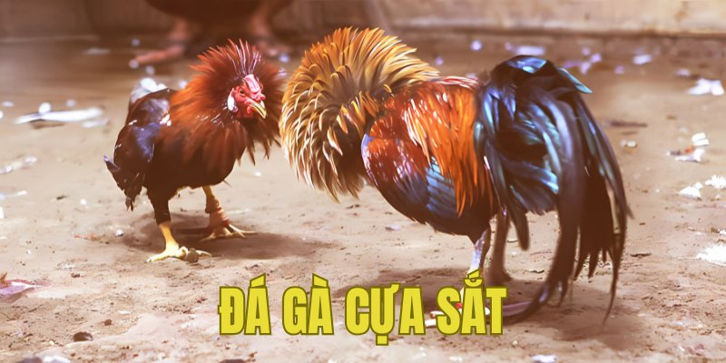 Banner www.sonadezigolfclub.com.vn